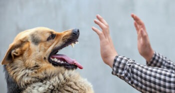 Perro de Jacksonville mordiendo a un abogado de lesiones personales