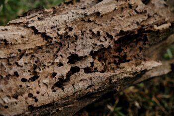 What Does Termite Damage Look Like?